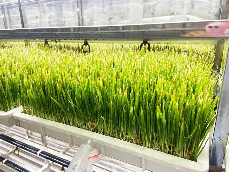 Lyine Fully Automatic Hydroponics Fodder System Hydroponics Barley Fodder Grass Growing Machine Hydroponic Fodder Container