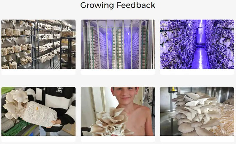 Mushroom Container Growing Equipment Farming Shipping Container Farm Vertical Hydroponics System