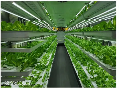 40HQ Farming Container Hydroponic Vertical Farm Pro-leaf  research commercial plant factory Salad lettuce strawberry hemp tomato