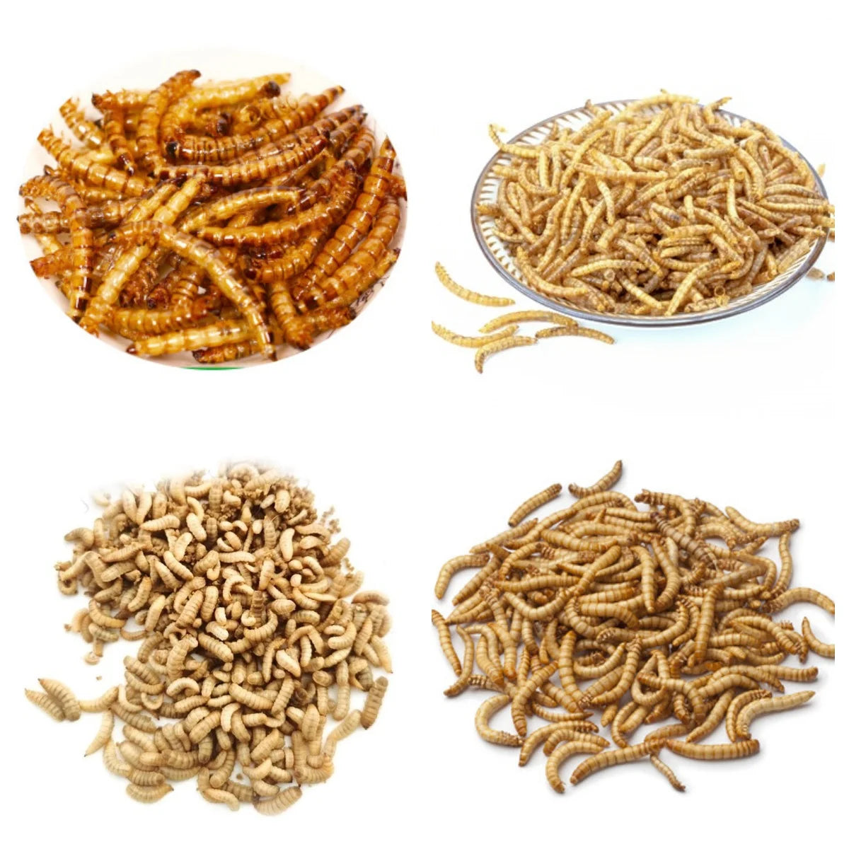 Commercial Microwave Dryer Oven For Insects Worms Dehydrator Machine For BSF Larvae