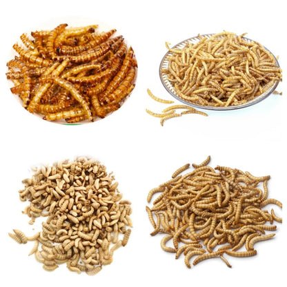 Commercial Microwave Dryer Oven For Insects Worms Dehydrator Machine For BSF Larvae