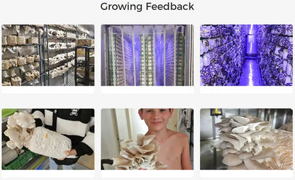 Mushroom Container Growing Equipment Farming Shipping Container Farm Vertical Hydroponics System