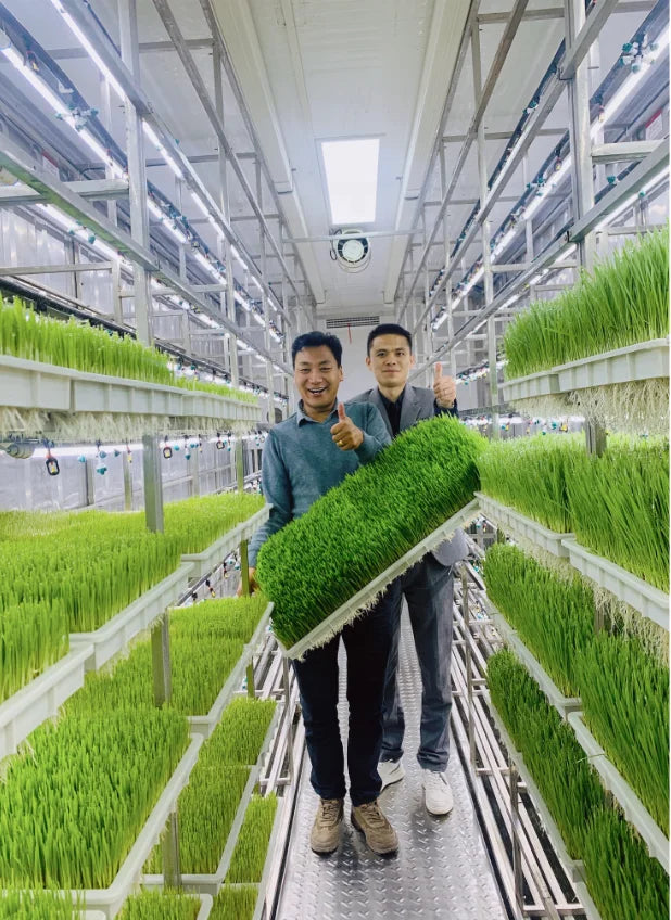 Lyine Fully Automatic Hydroponics Fodder System Hydroponics Barley Fodder Grass Growing Machine Hydroponic Fodder Container