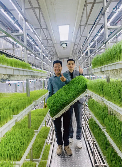 Lyine Fully Automatic Hydroponics Fodder System Hydroponics Barley Fodder Grass Growing Machine Hydroponic Fodder Container