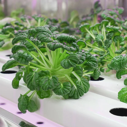 Lyine 2022 Smart Farm System Agriculture Grow Cabinet Irrigation & Hydroponics Equipment