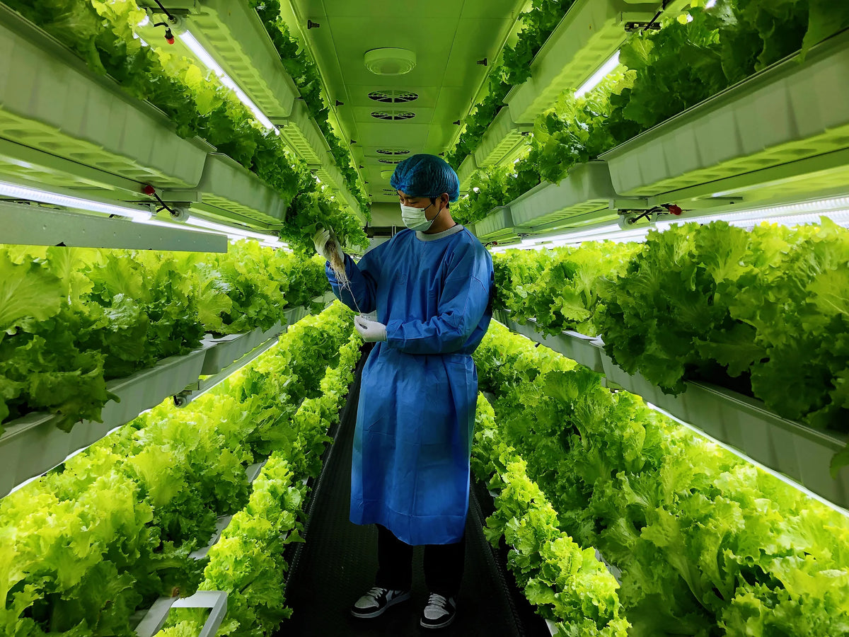 40HQ Farming Container Hydroponic Vertical Farm Pro-leaf  research commercial plant factory Salad lettuce strawberry hemp tomato