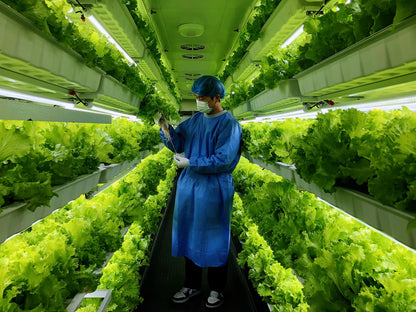 40HQ Farming Container Hydroponic Vertical Farm Pro-leaf  research commercial plant factory Salad lettuce strawberry hemp tomato